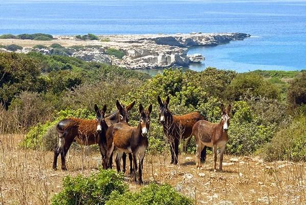 Paradise Karpaz Hotel & Restaurant Rizokarpaso 외부 사진